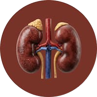 Kidney Icon Placeholder